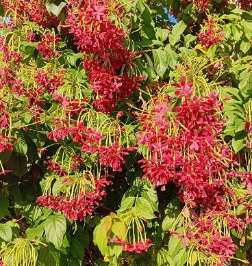 red flowers on tree