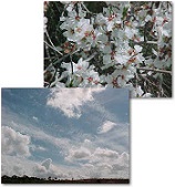 almond blossoms and sky