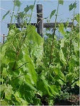 cross and vine
