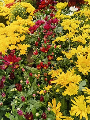 chrysanthemums