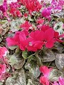 cyclamens